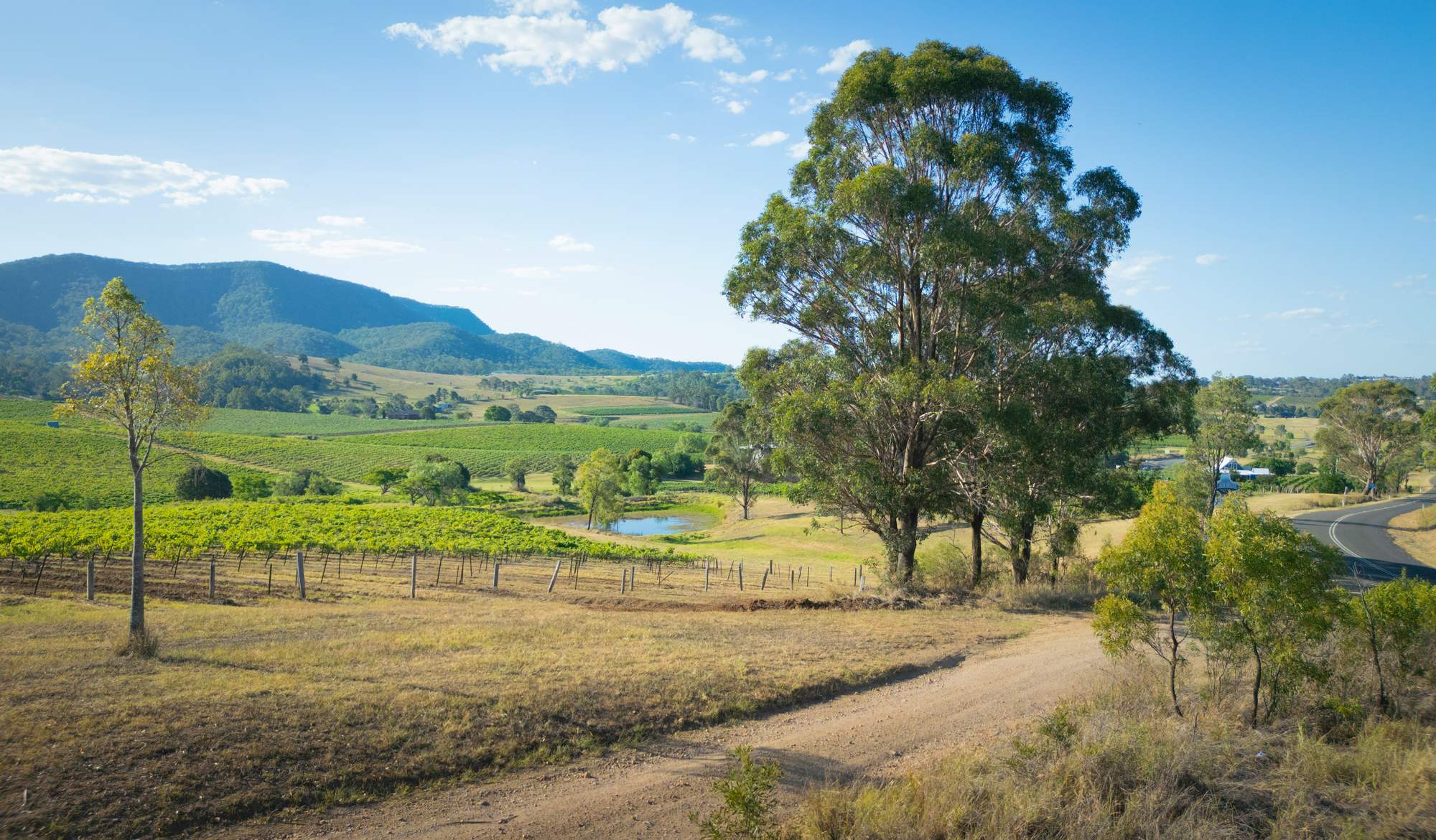 A gum tree beside a country road through Hunter Valley vineyards