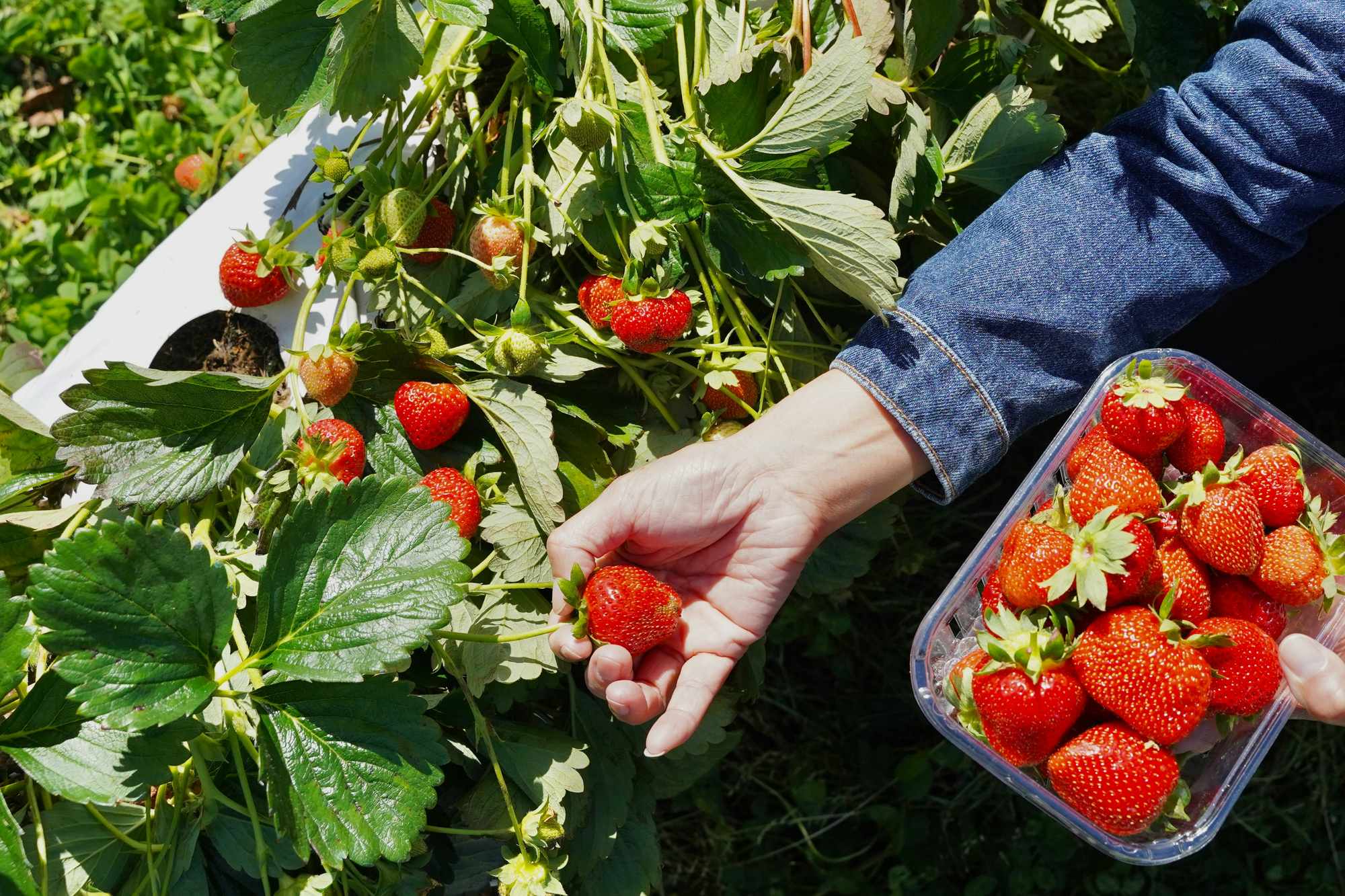 Hands picking ripe strawberries into a punnet